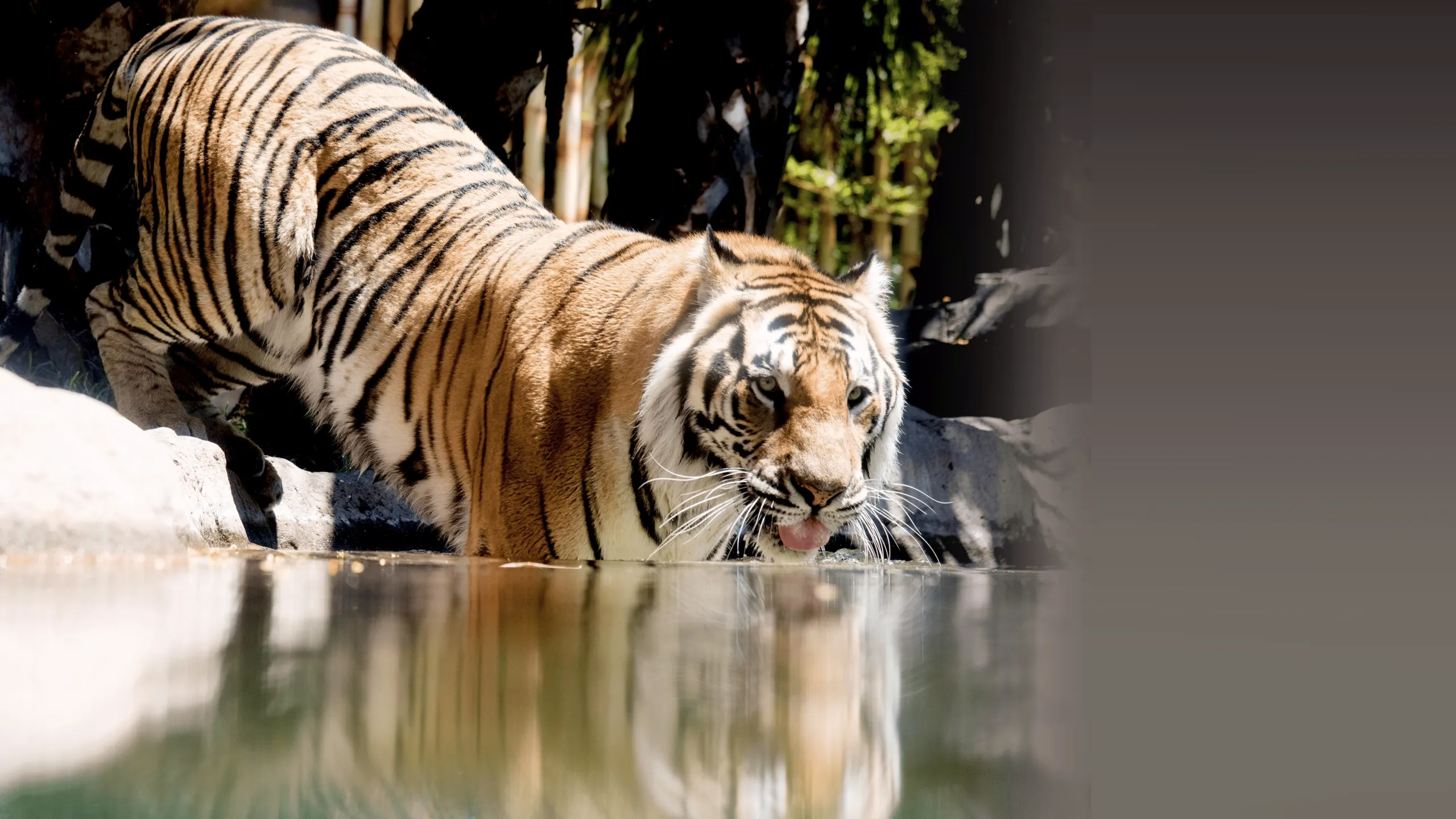 Big Cat Games