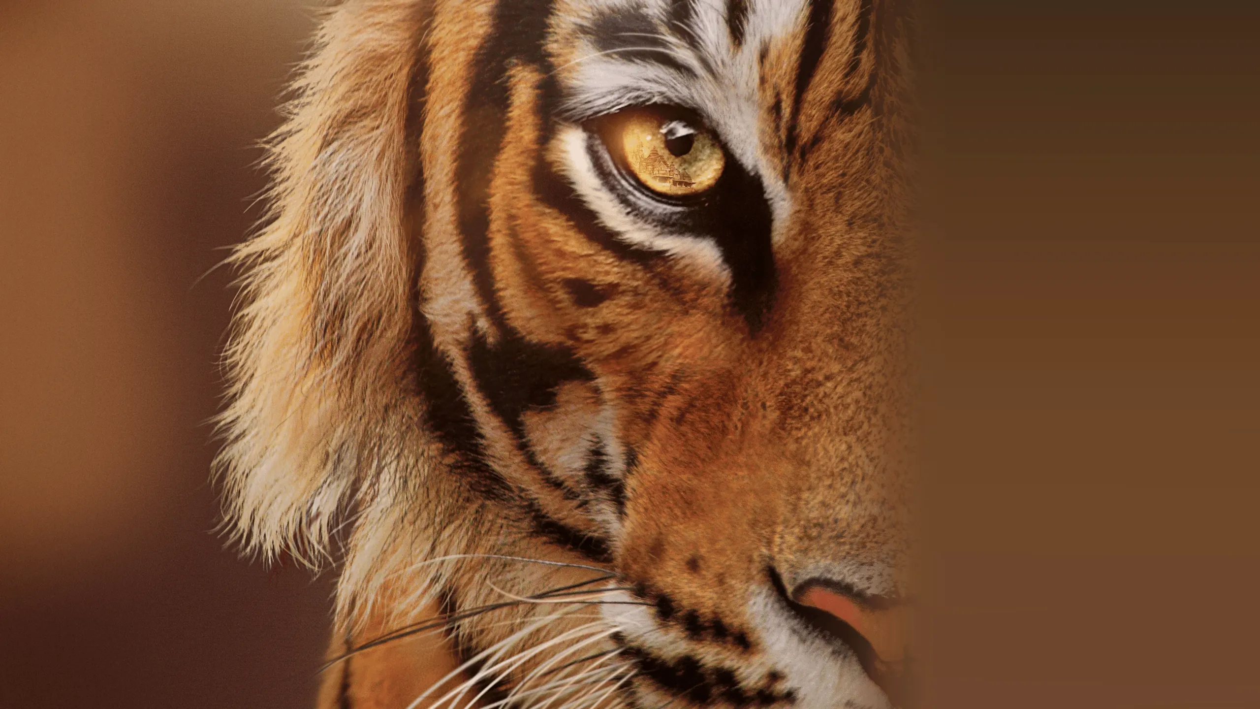 Tigers on the Rise