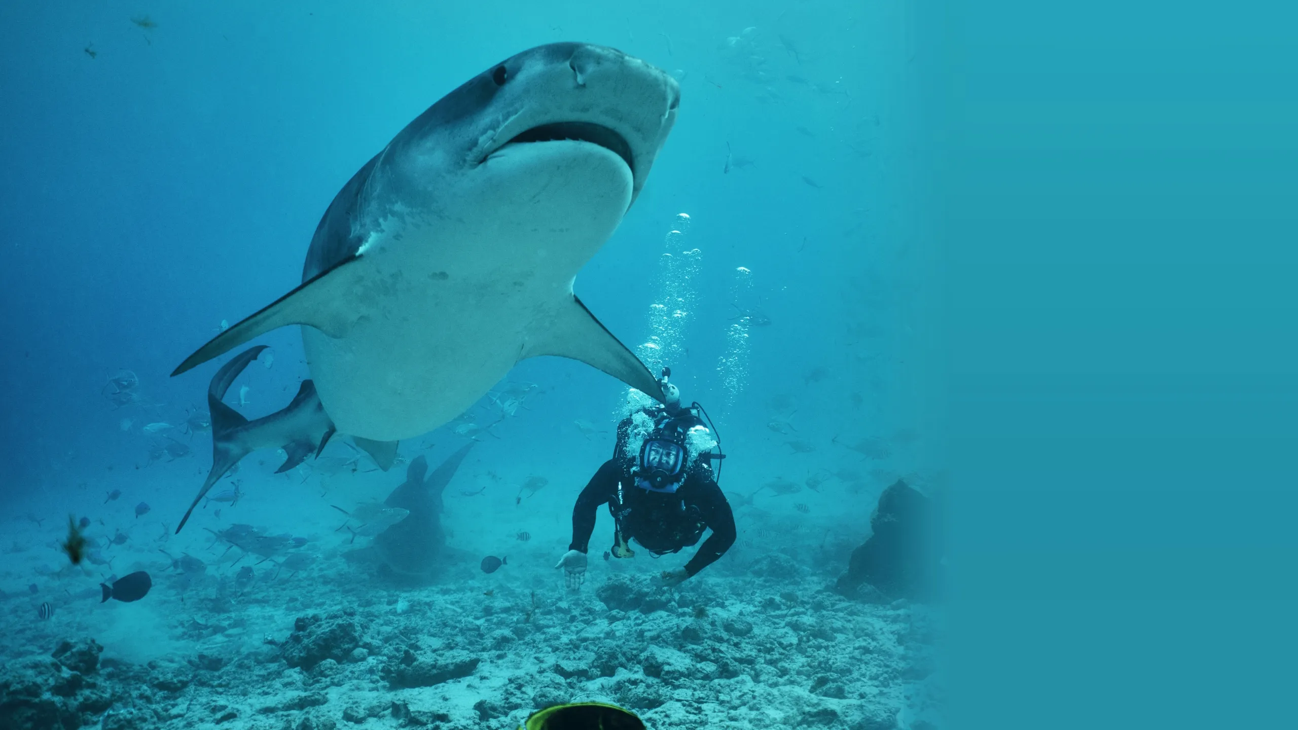 ‪Most Extreme Sharks‬