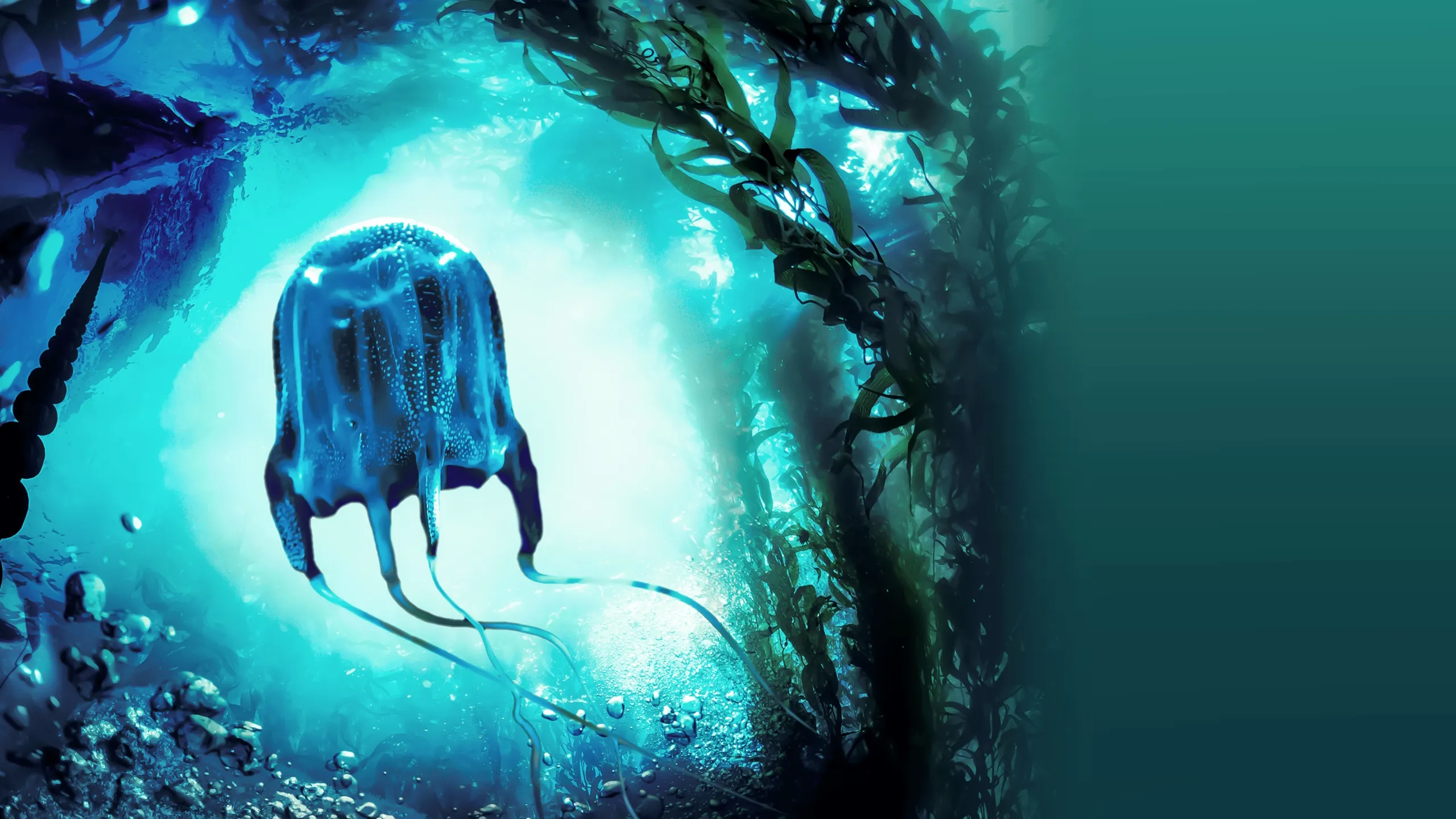 ‪MonsterQuest: Deadly Jellyfish‬
