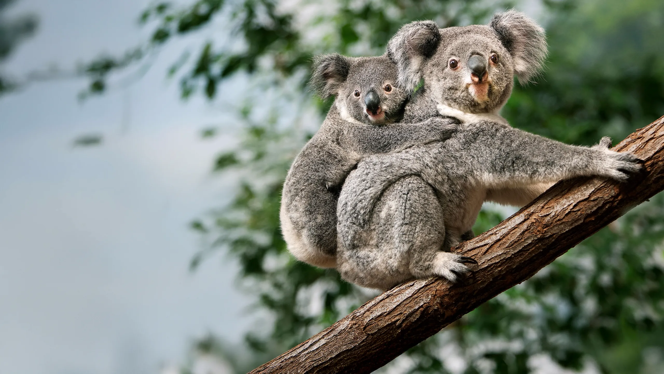Baby Animals Down Under