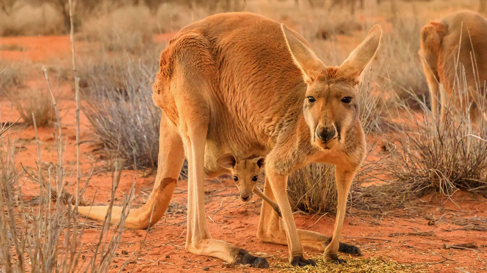 thumbnail - S1:E5 Outback Babies