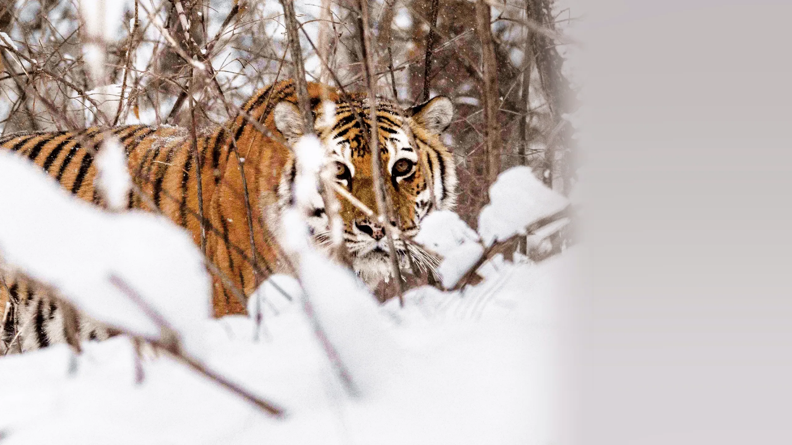 Russia's Wild Tiger