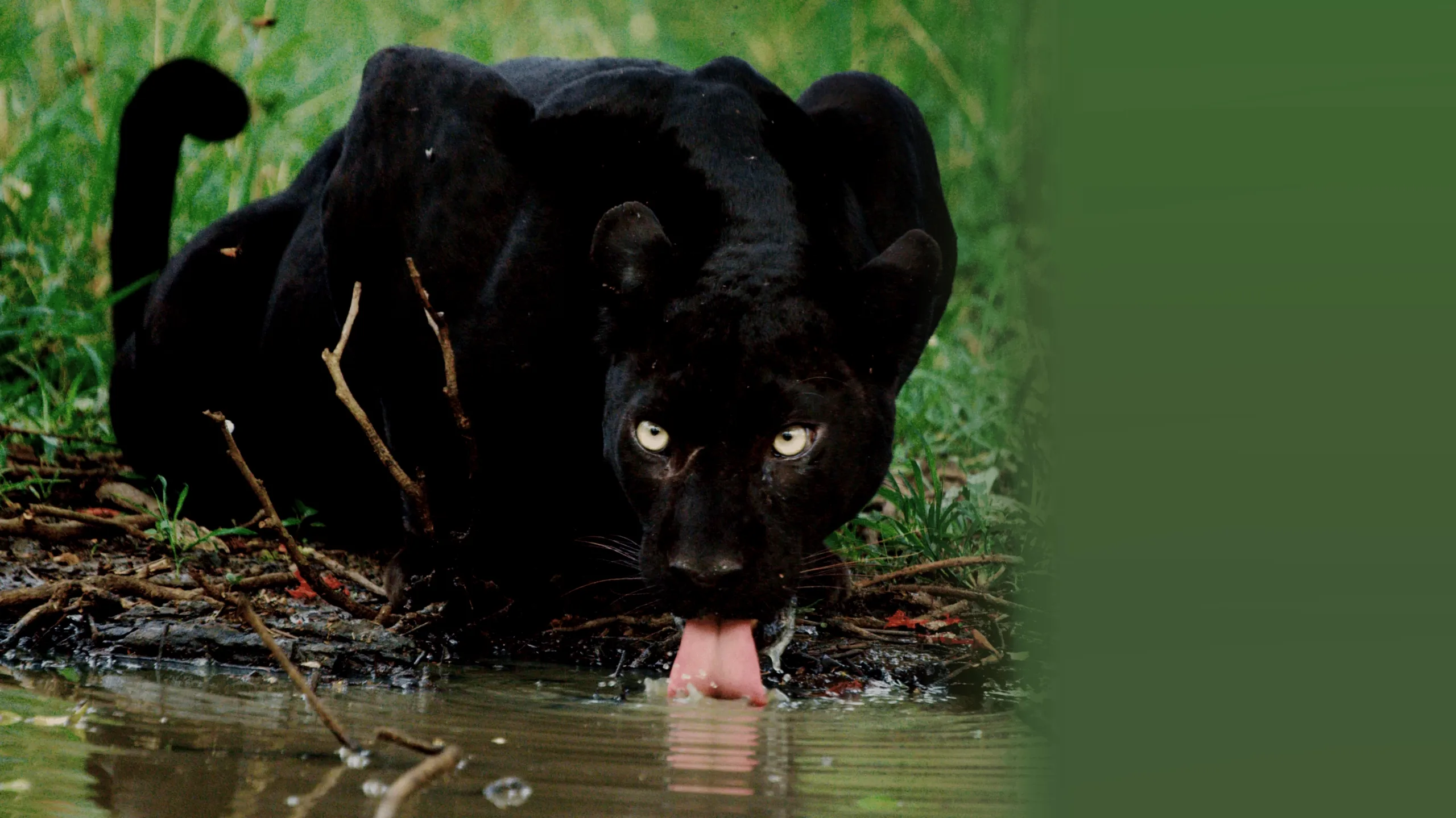 The Real Black Panther
