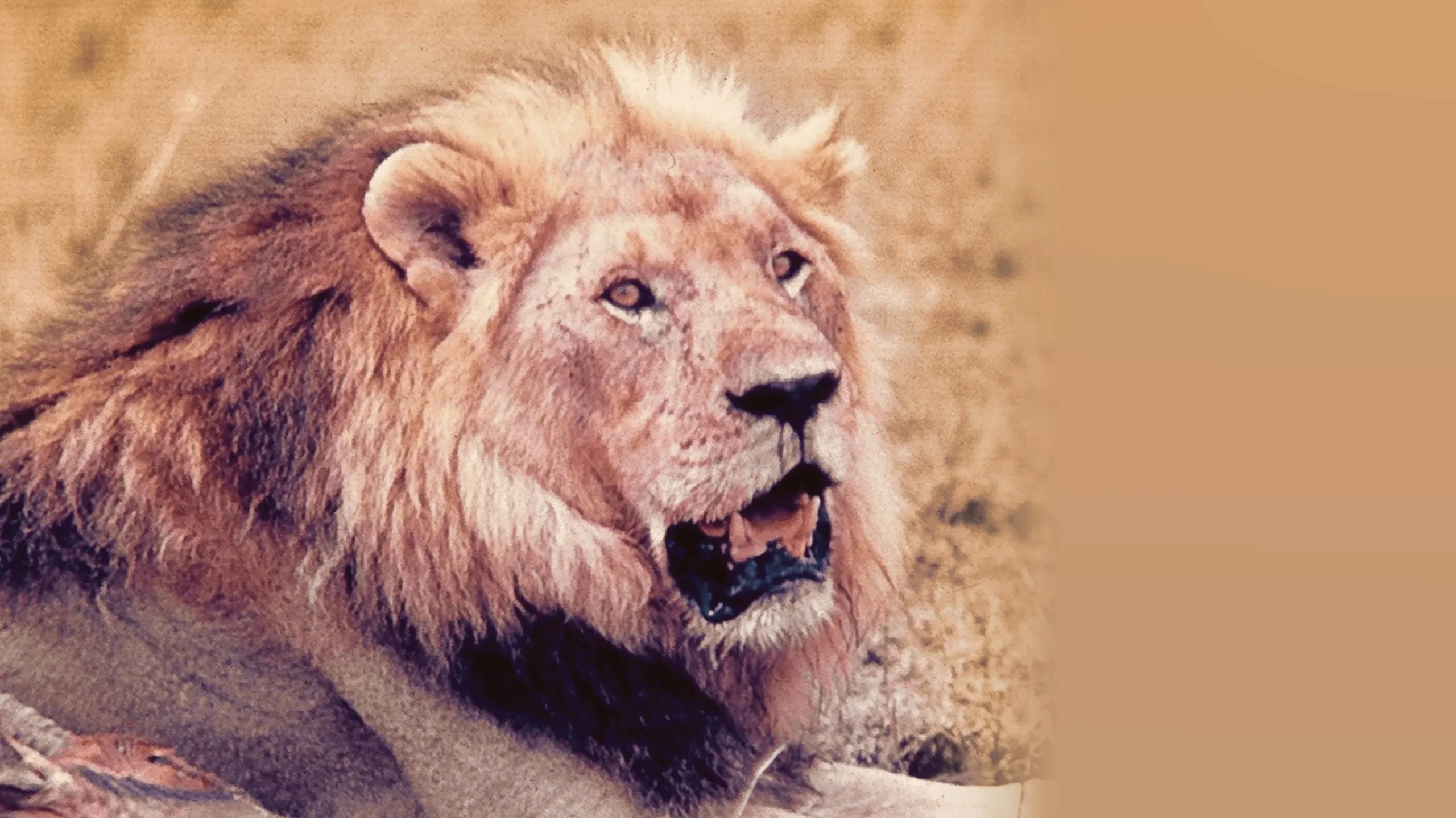 The African Lion