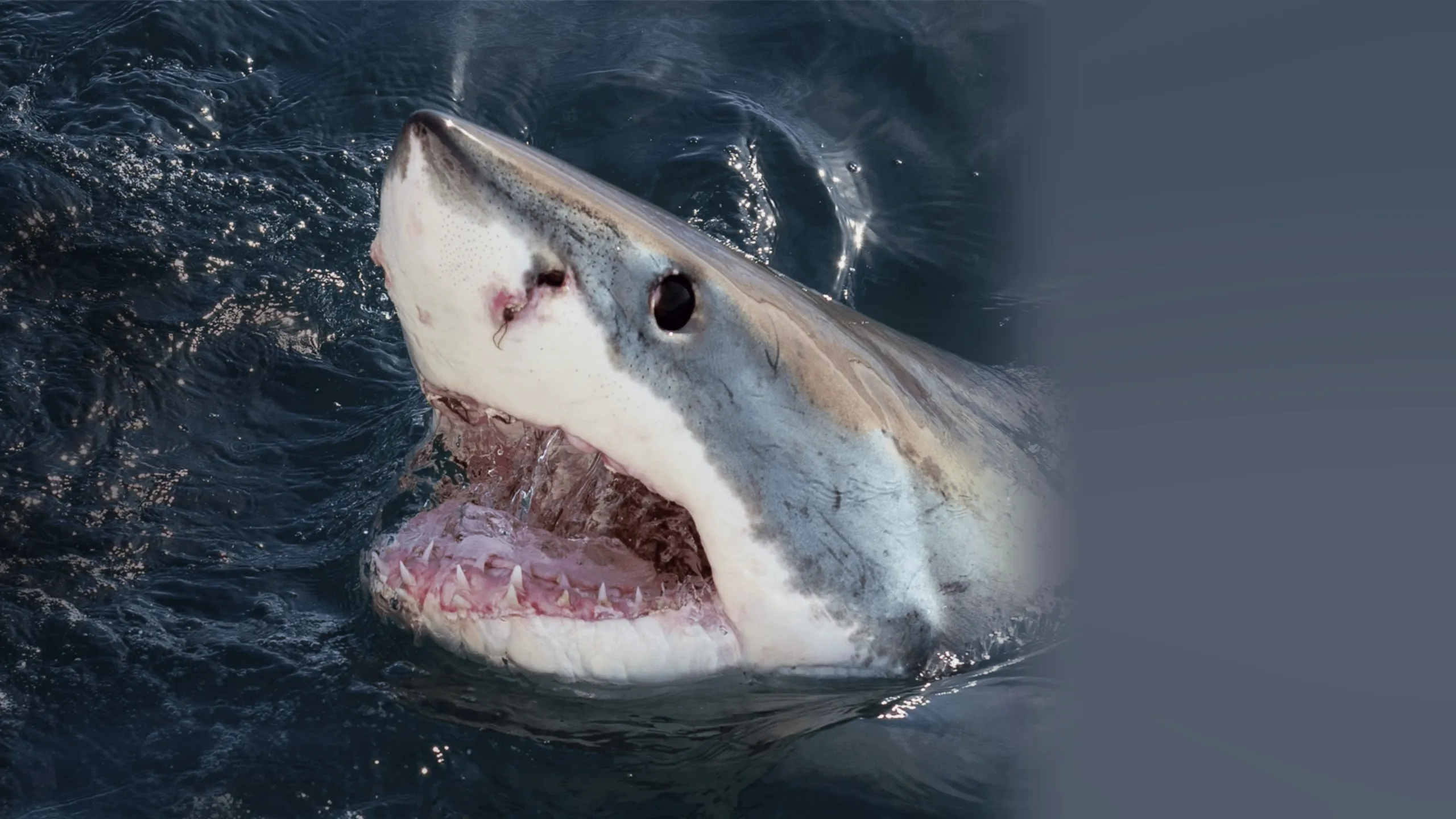 When Sharks Attack