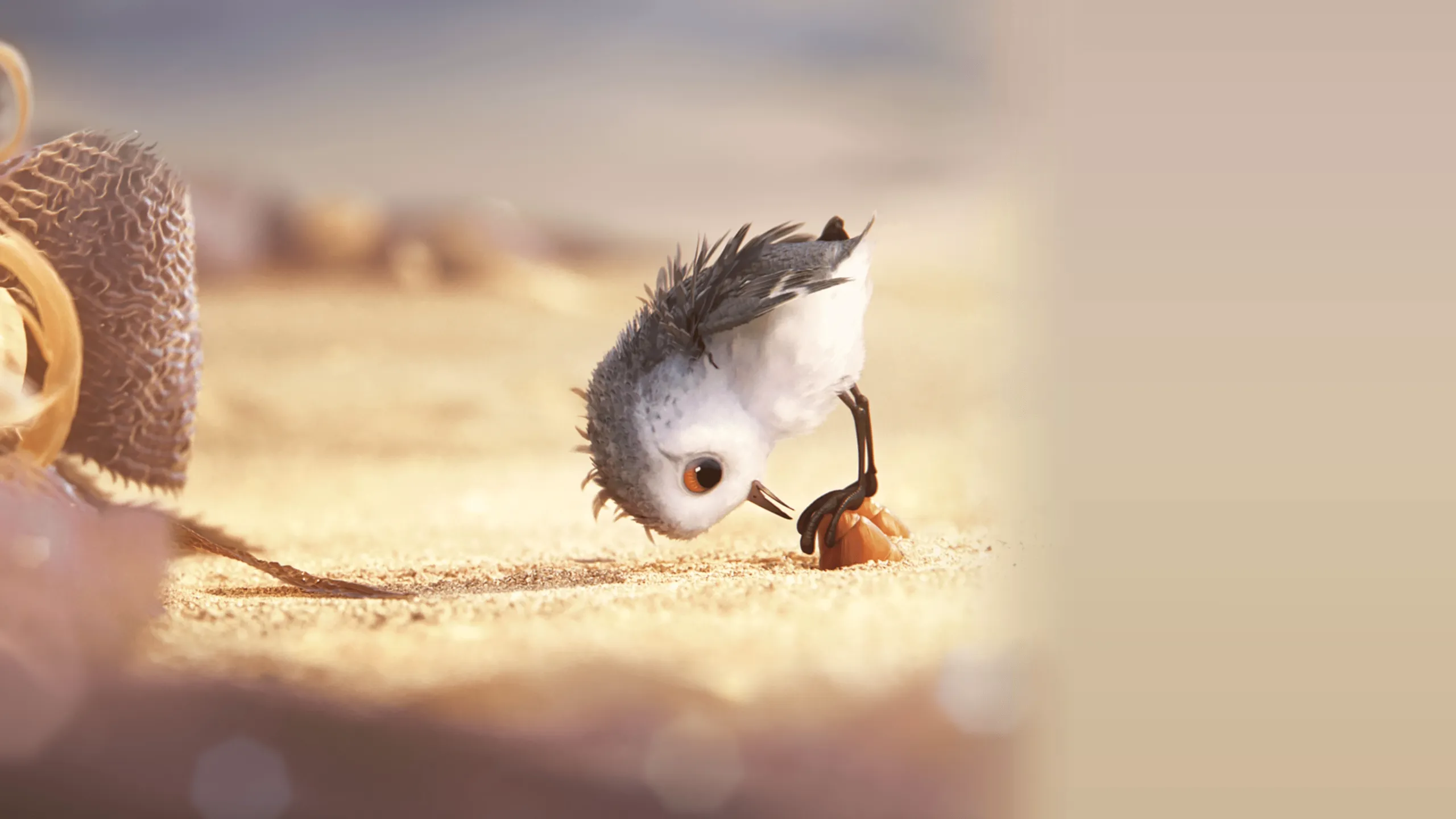 Piper