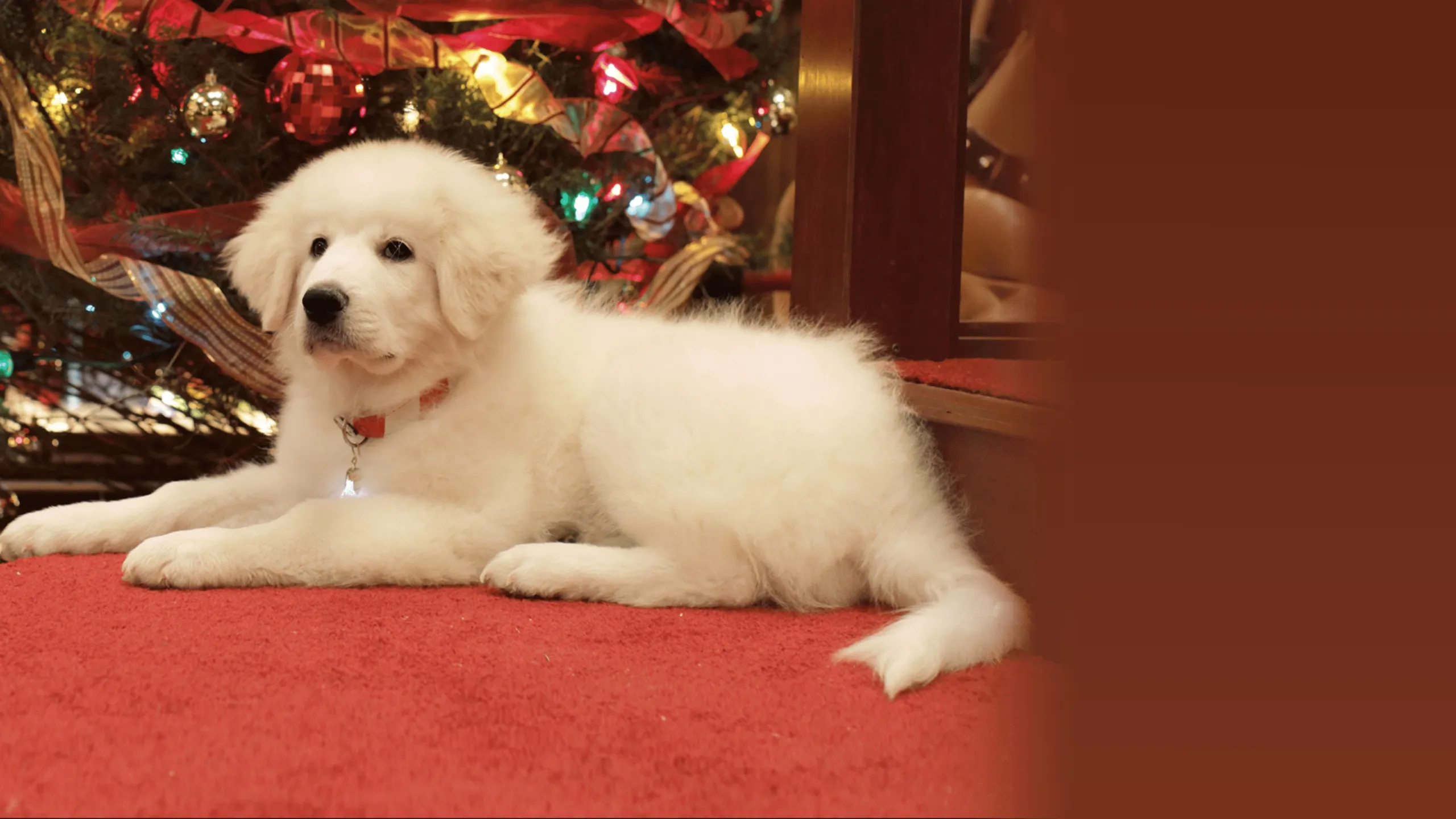 The Search for Santa Paws