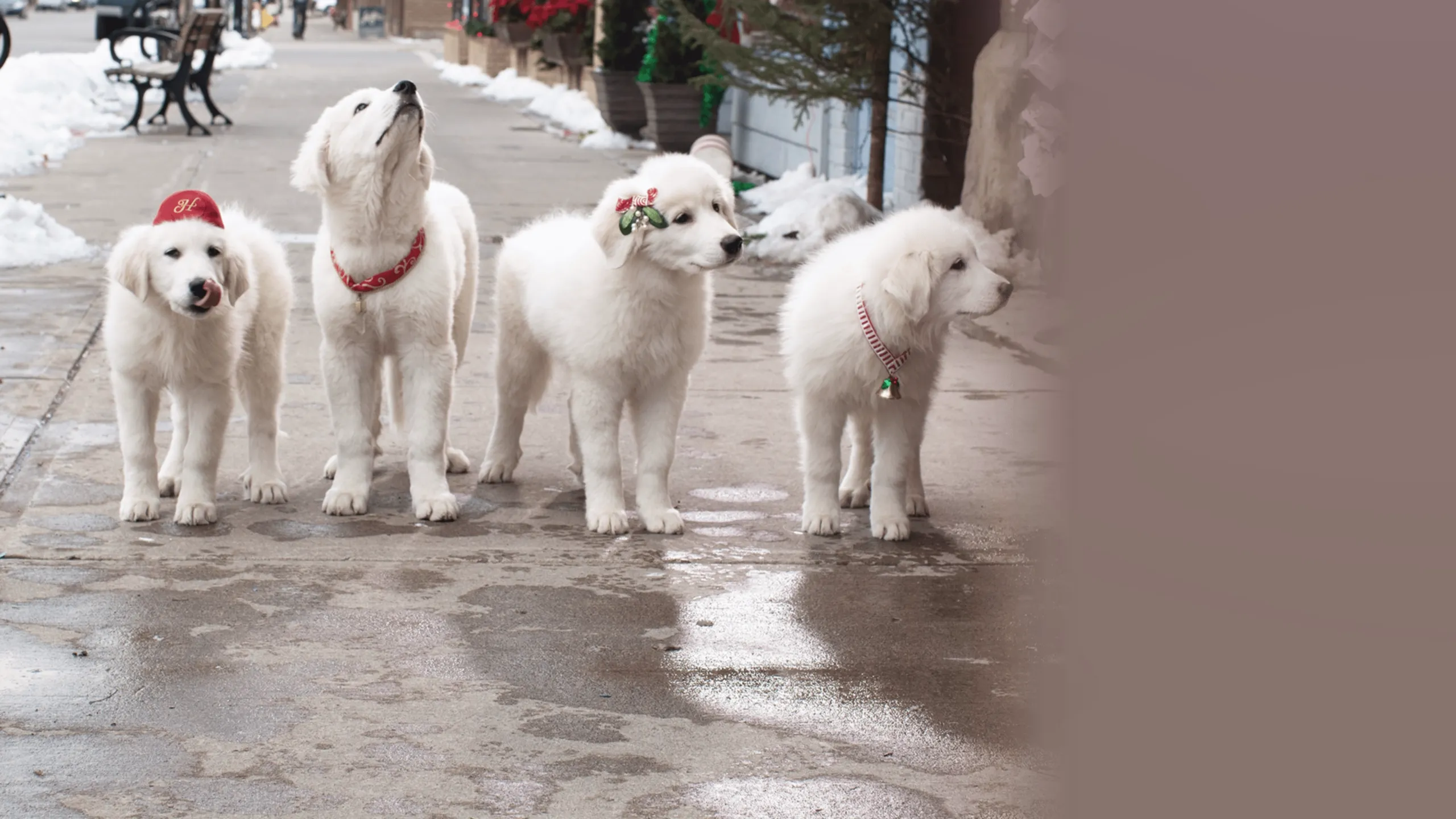 Santa Paws 2: The Santa Pups