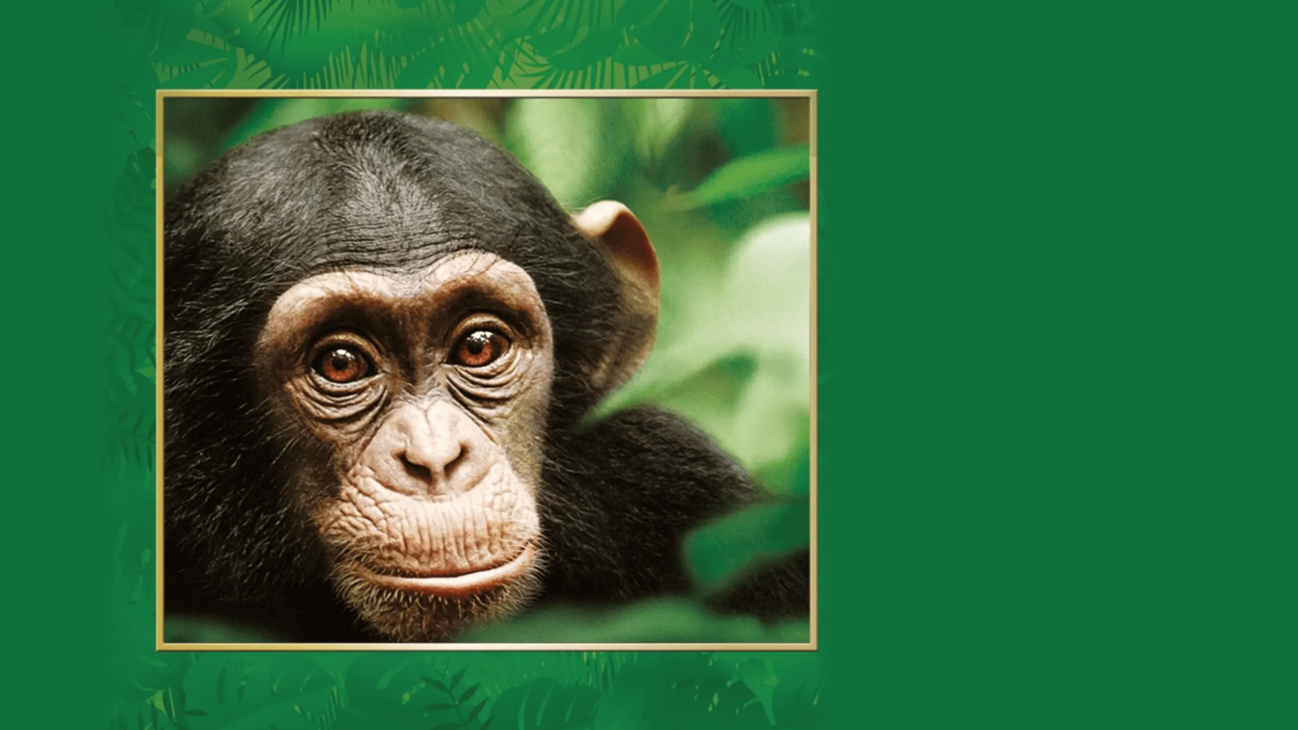 Chimpanzee