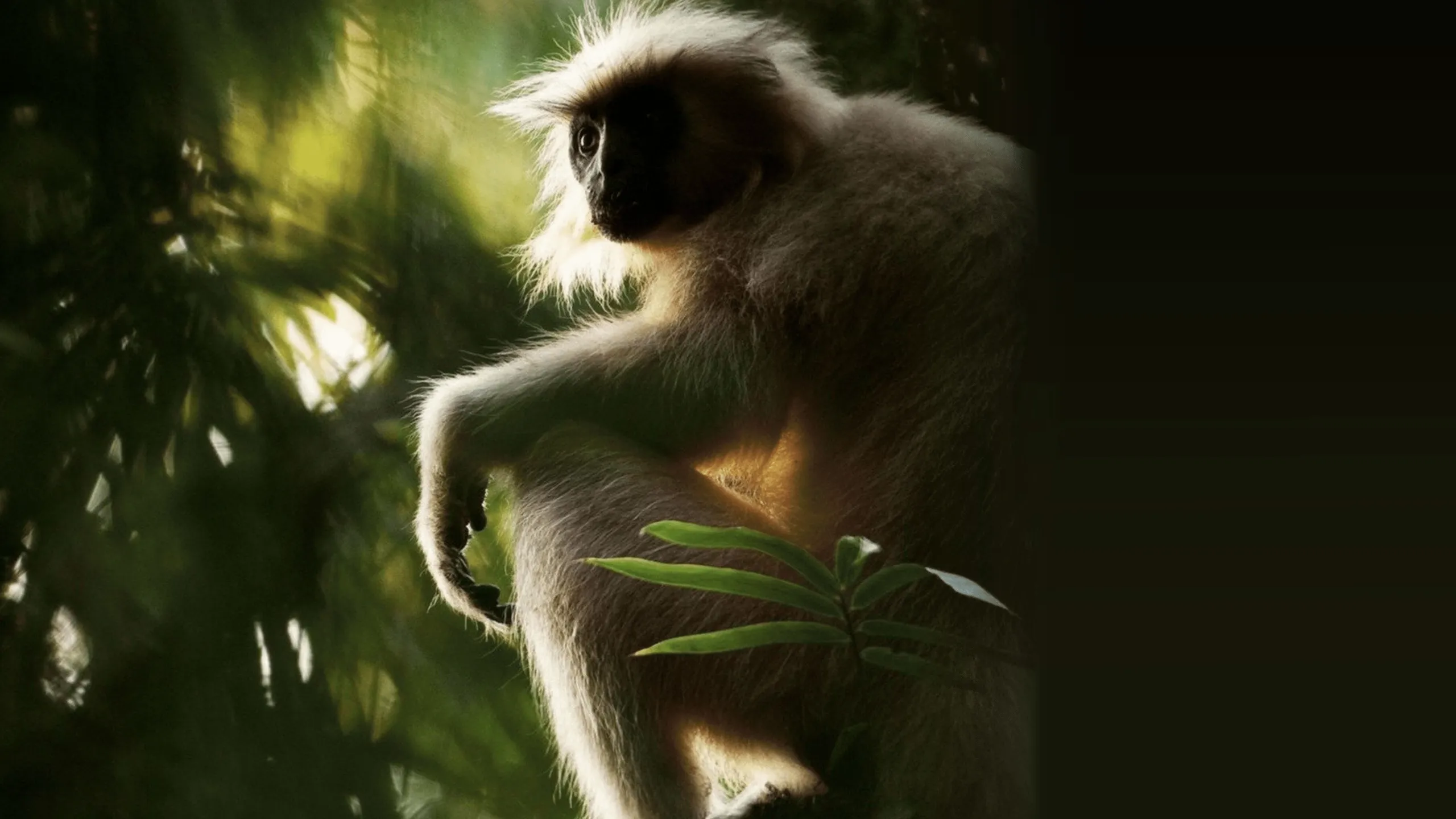 Secrets of Wild India