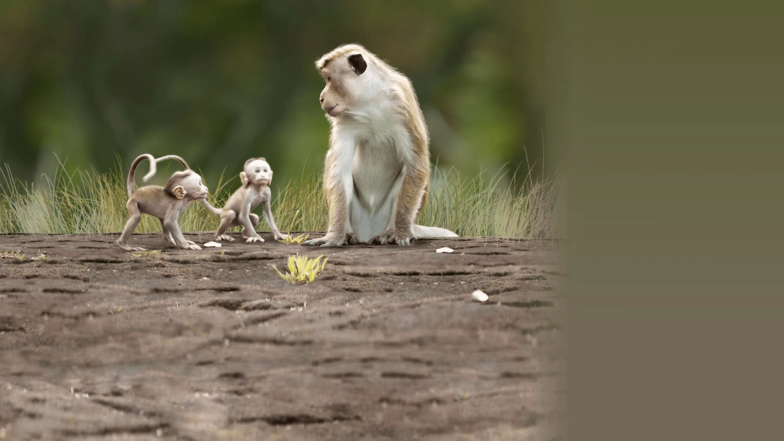 Monkey Kingdom