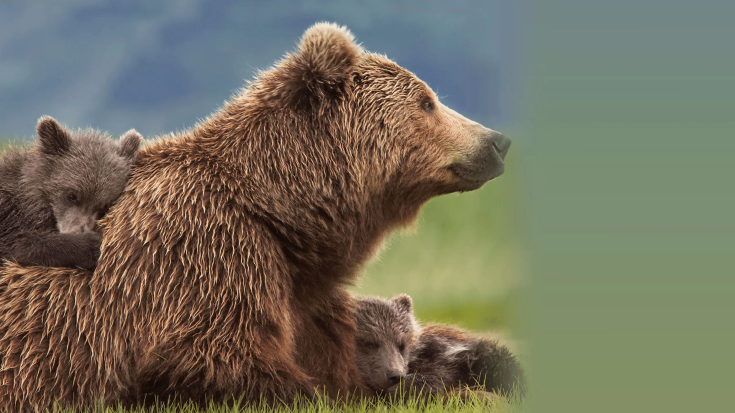 Bears