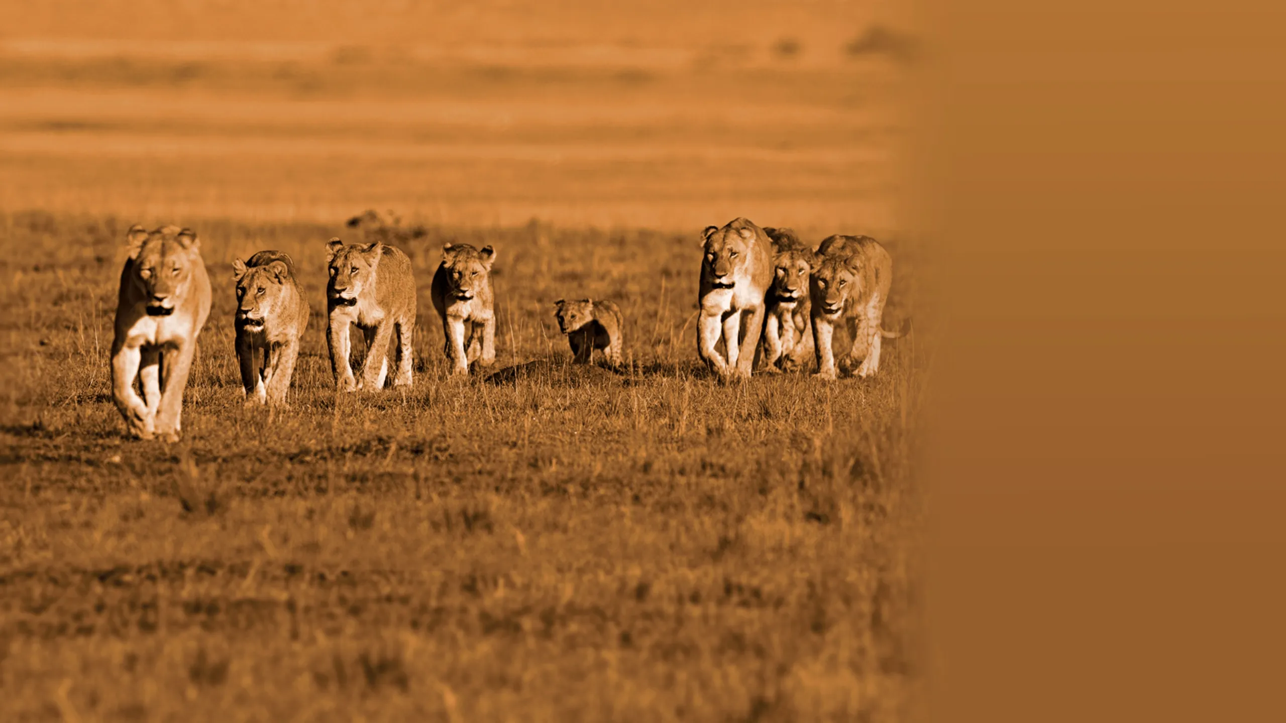 African Cats