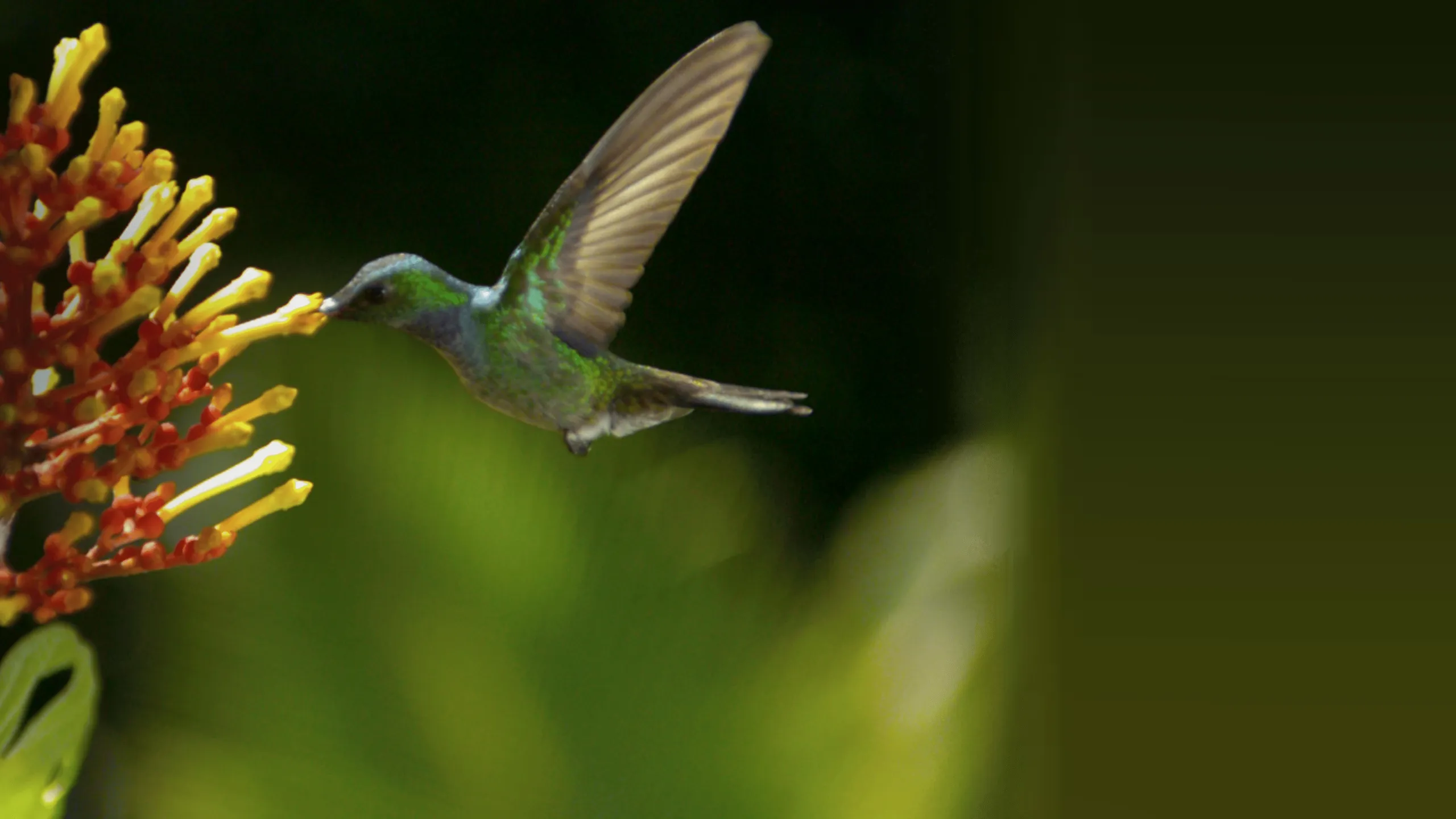 Wings of Life