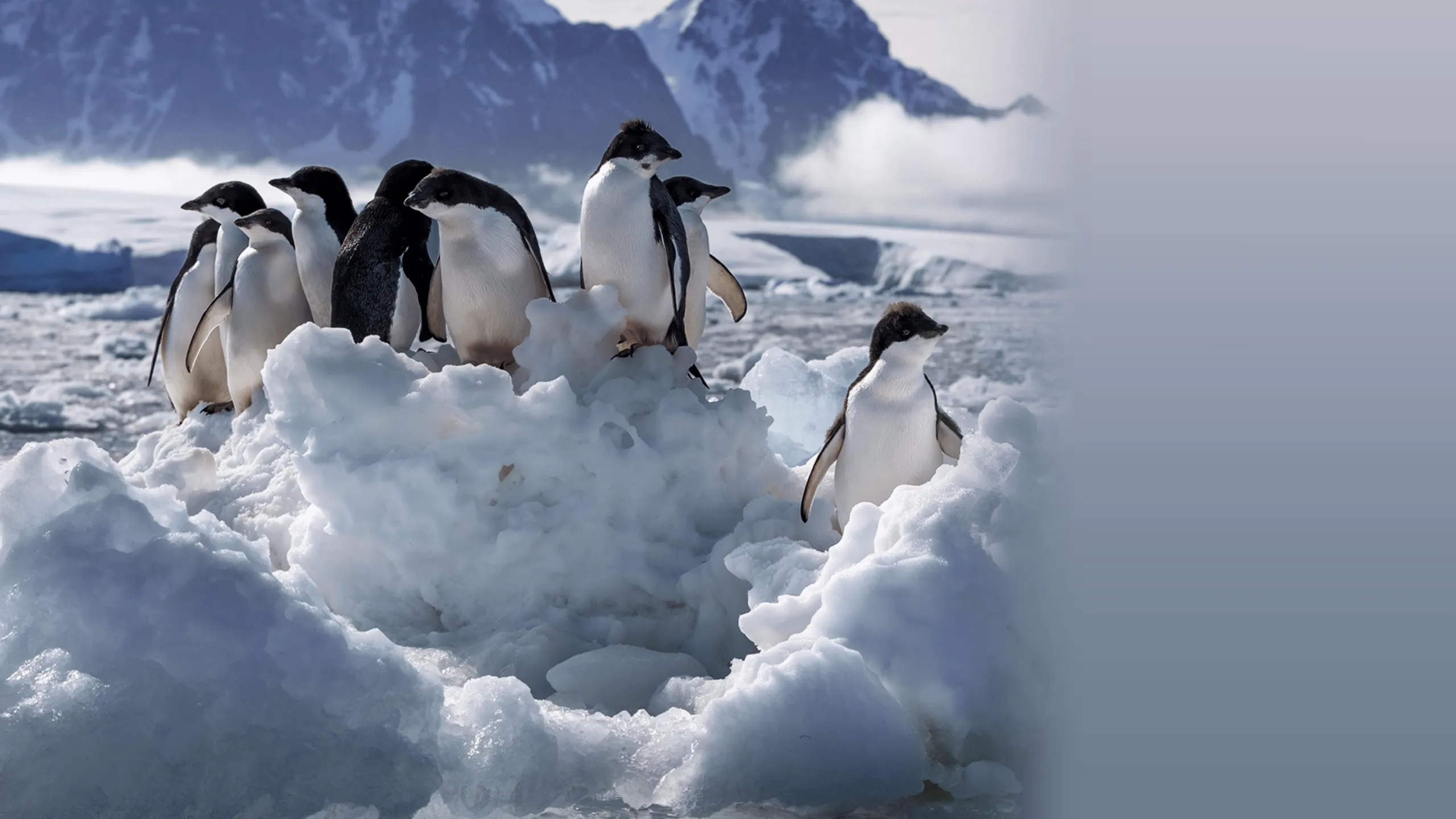 Penguins