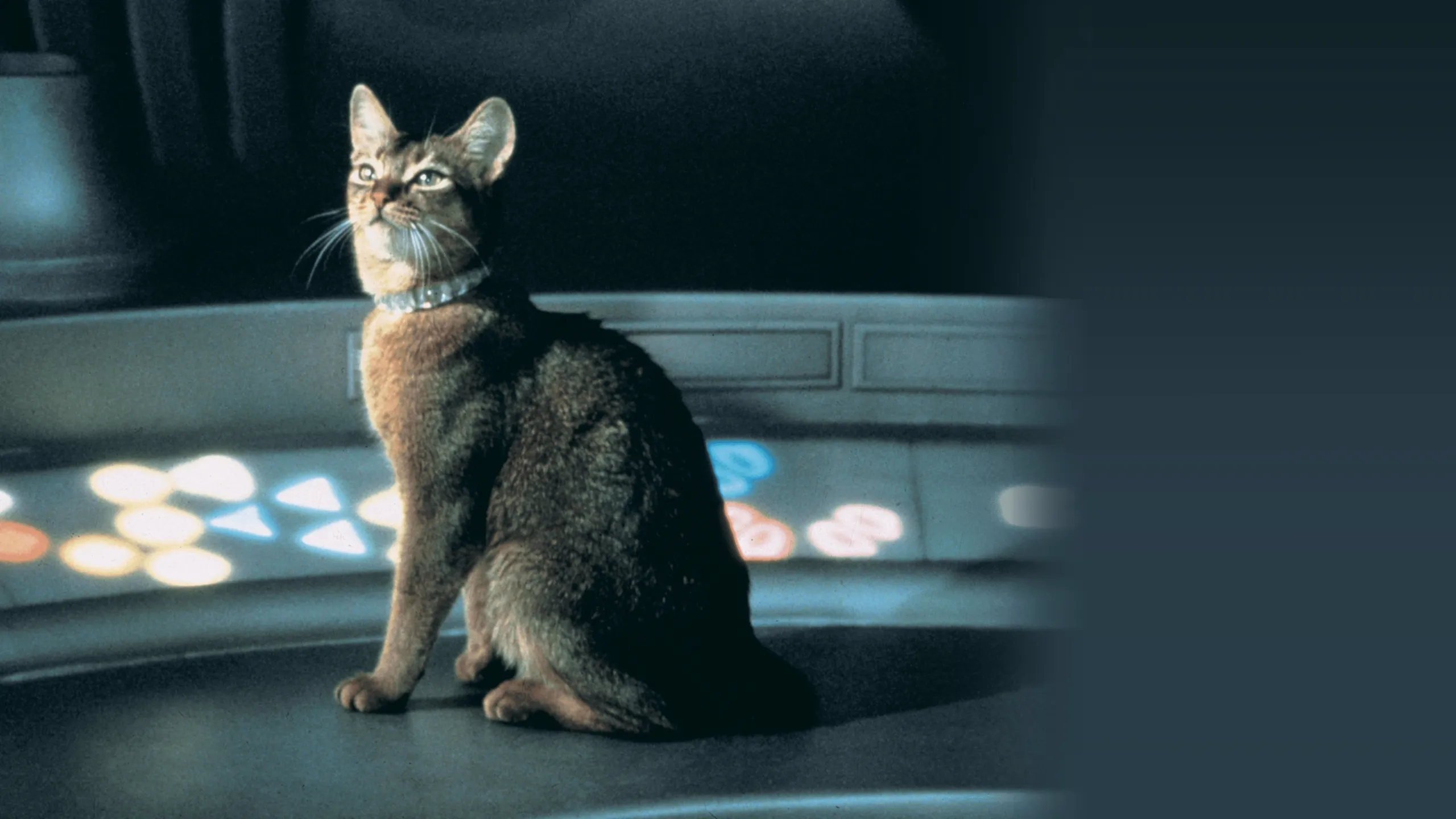 The Cat from Outer Space