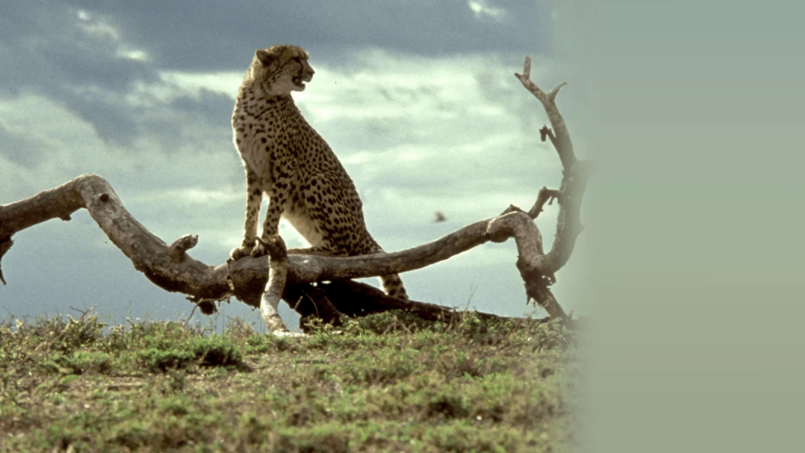 Cheetah