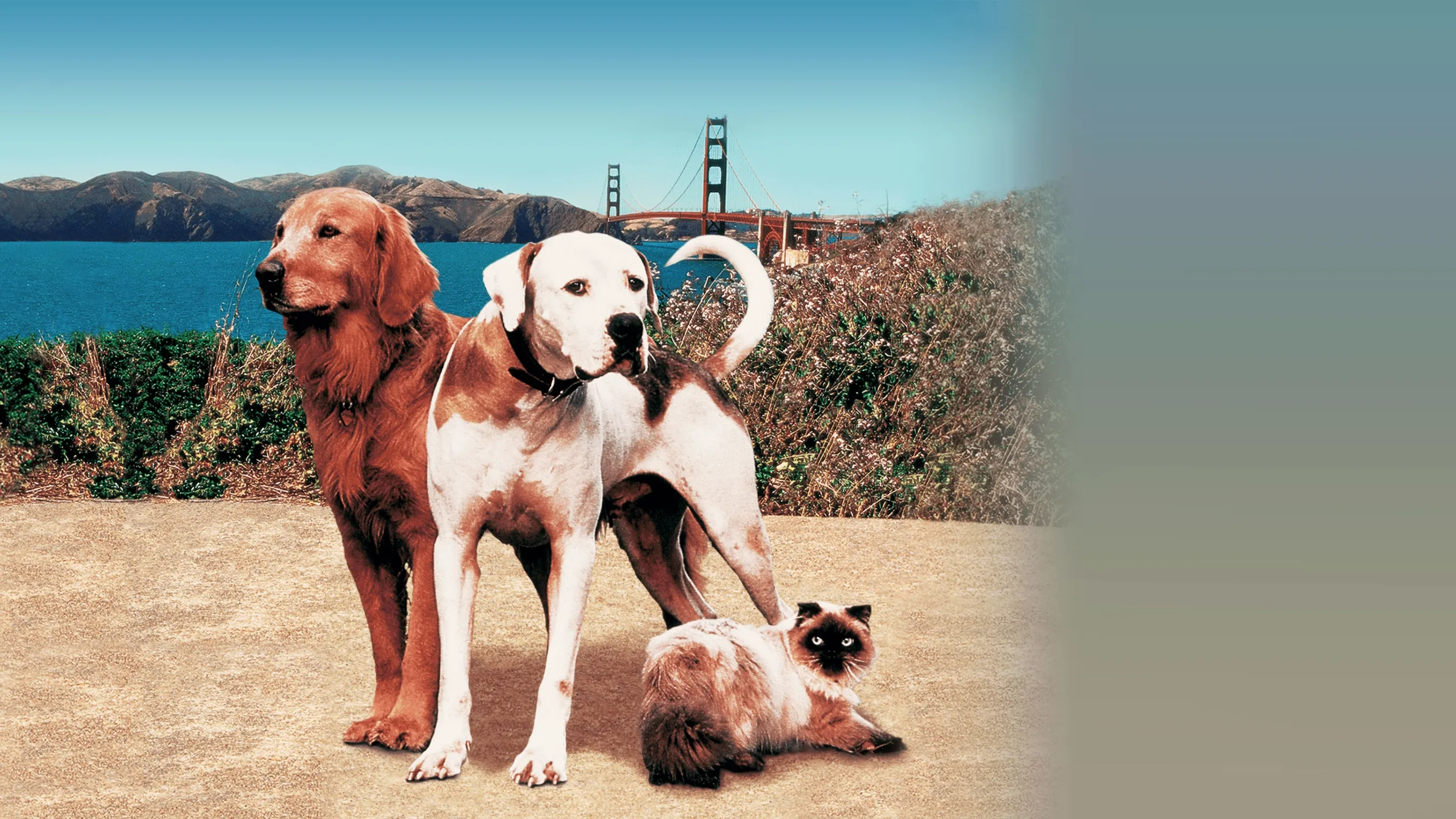 Homeward Bound II: Lost in San Francisco