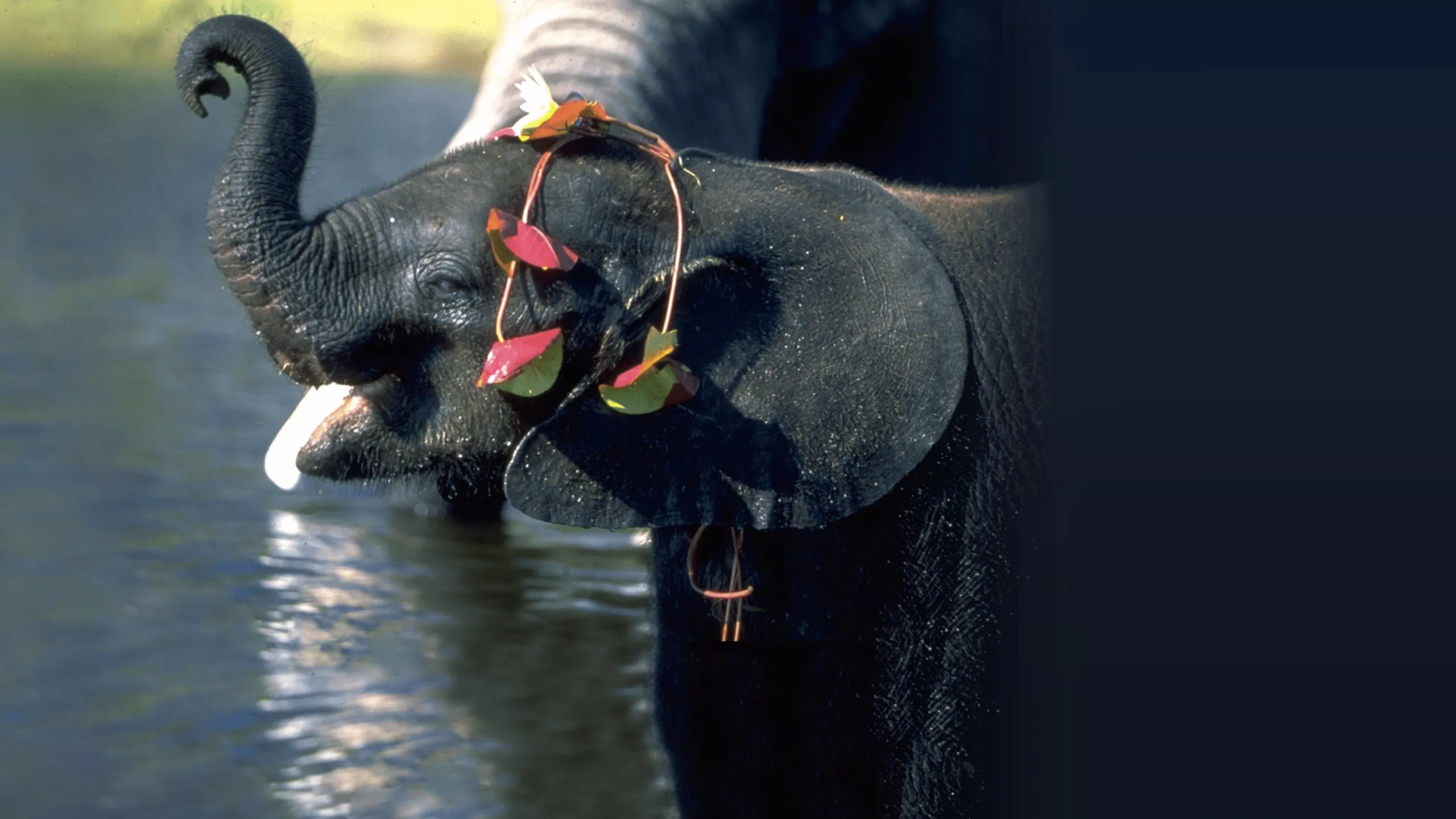 Whispers: An Elephant's Tale