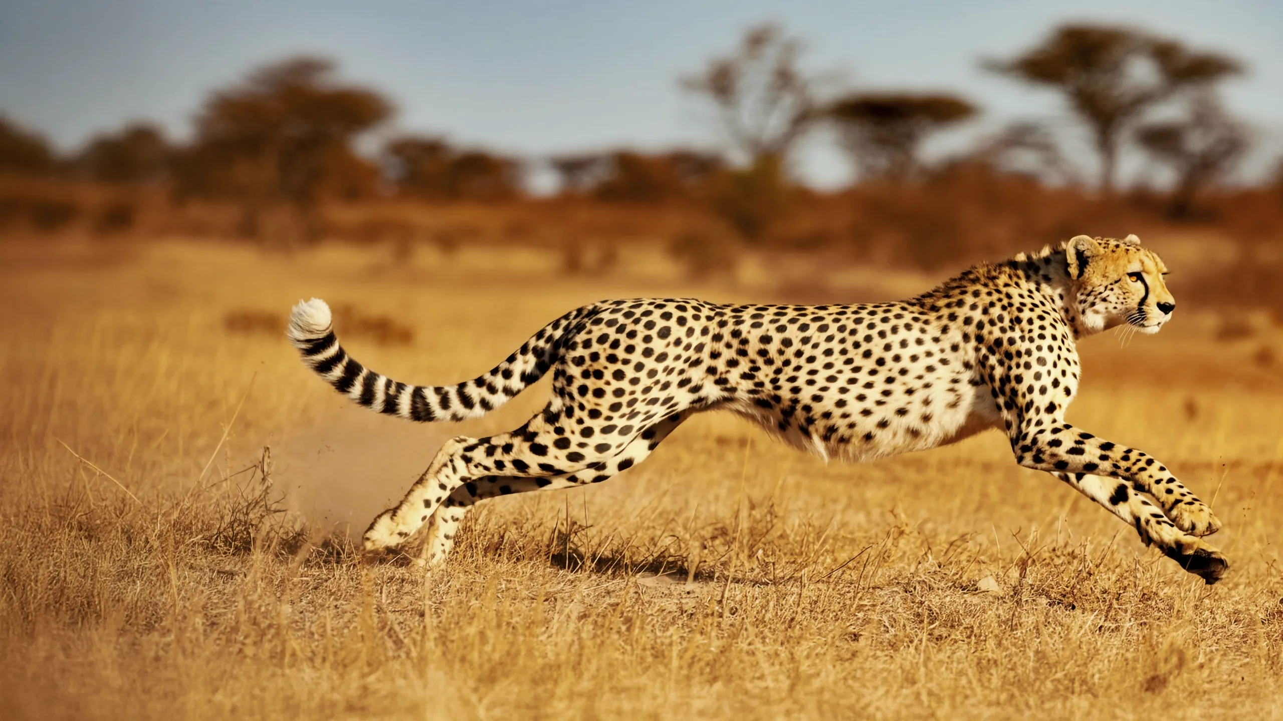 Super Animals