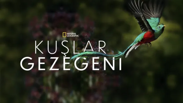 thumbnail - Kuşlar Gezegeni