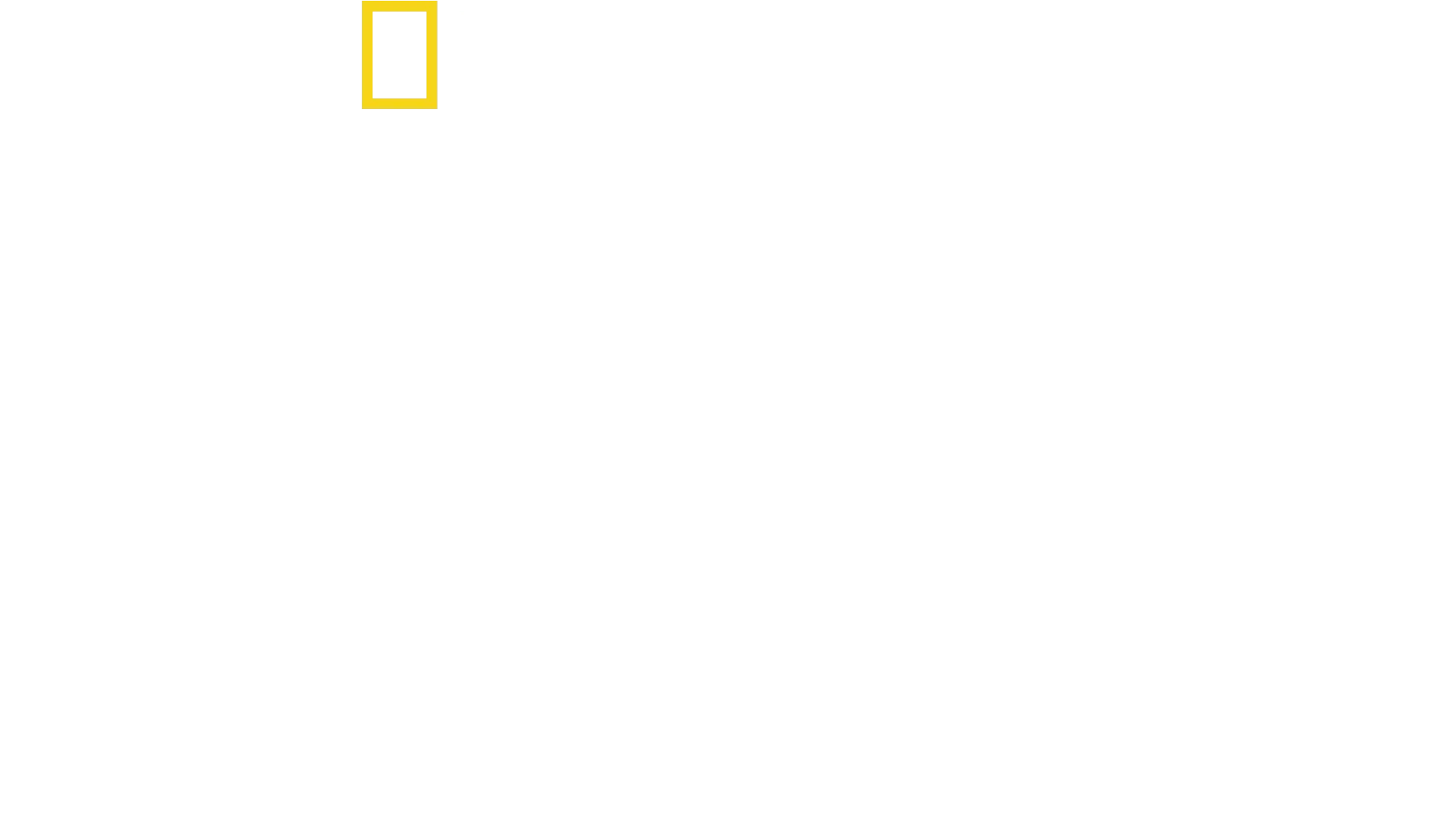 Verdens største hvidhaj?