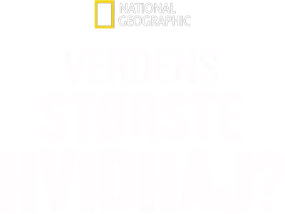 Verdens største hvidhaj?