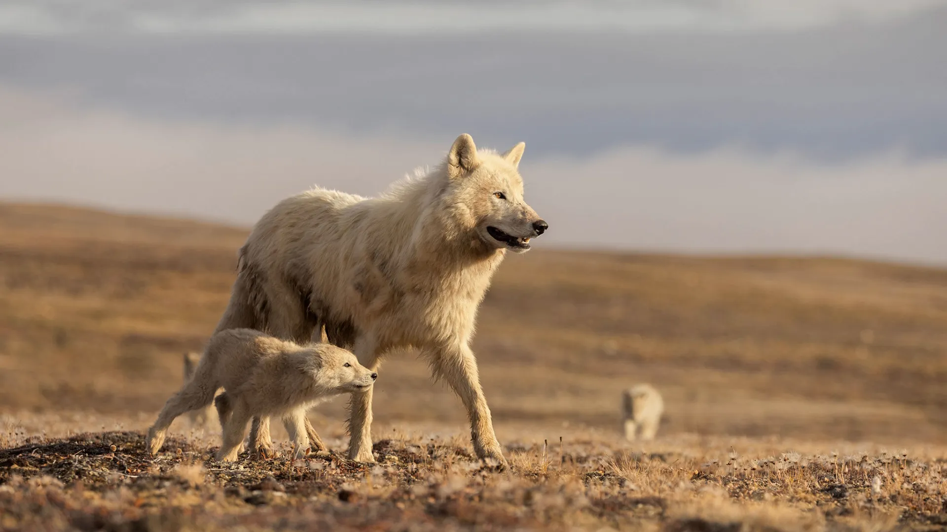 An arctic wolf and its pup trek across the open wilderness.