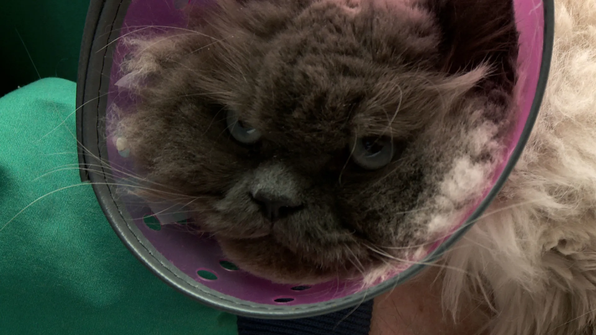 thumbnail - S8:E4 The Color Purr-Pol