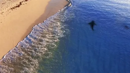 Raging Bullshark