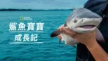 thumbnail - 鯊魚寶寶成長記
