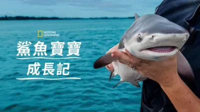 鯊魚寶寶成長記