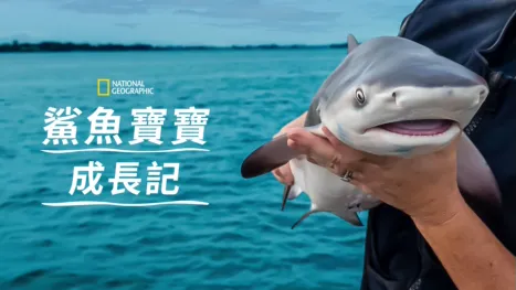 thumbnail - 鯊魚寶寶成長記