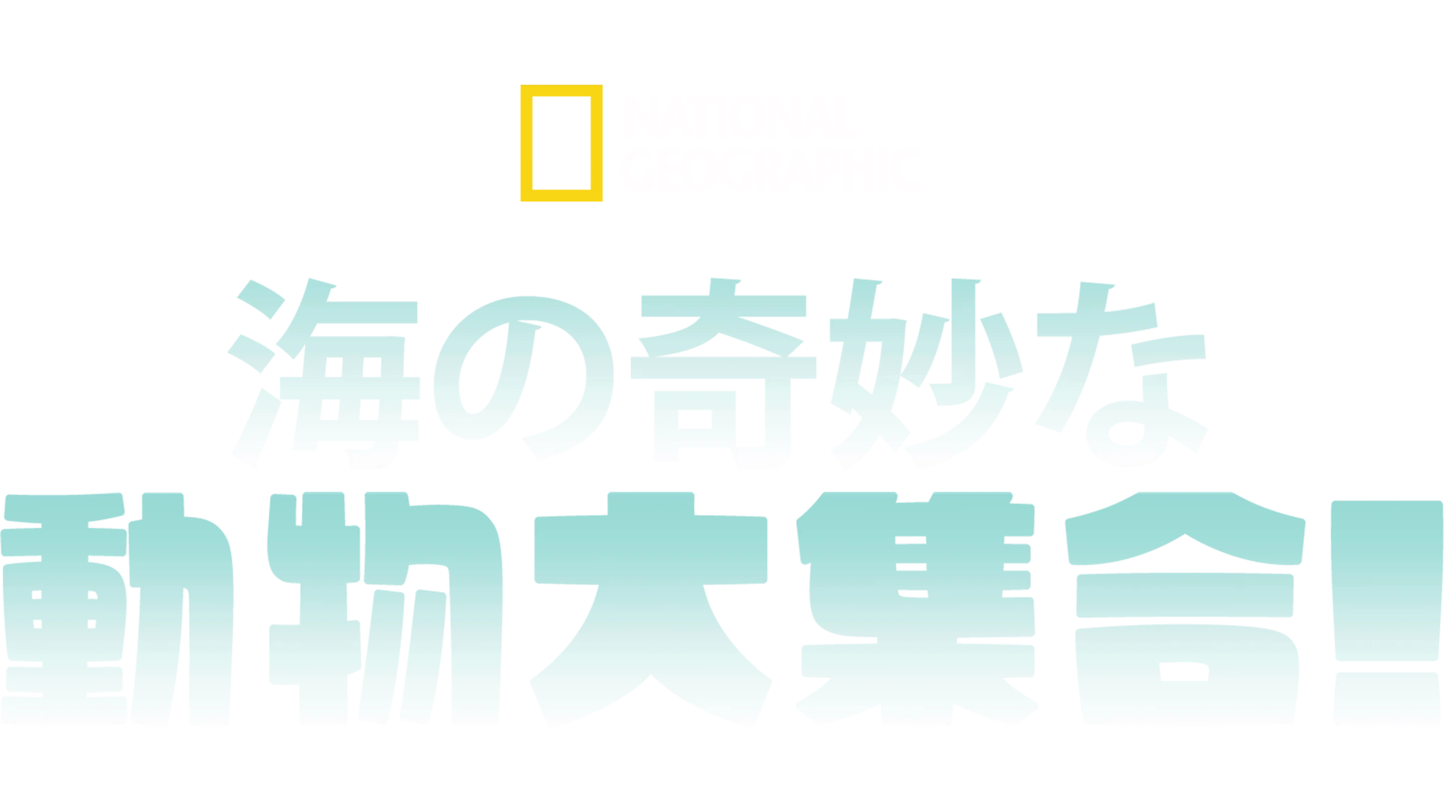 海の奇妙な動物大集合！