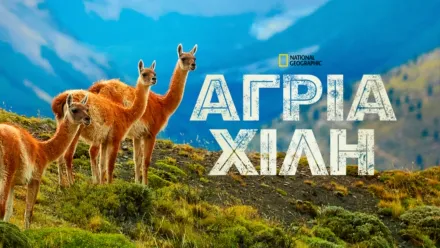 thumbnail - Άγρια Χιλή