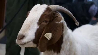 thumbnail - S5:E8 Weight-and-See