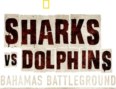Sharks vs. Dolphins: Bahamas Battleground