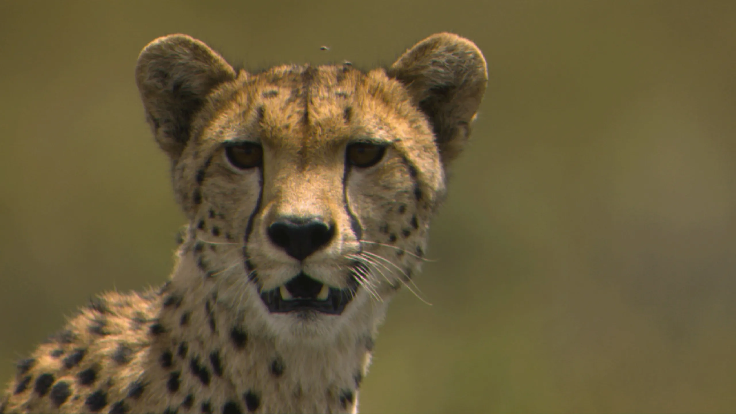 thumbnail - S1:E10 Cheetah, Cheetah