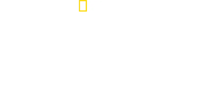 Orche vs Squali