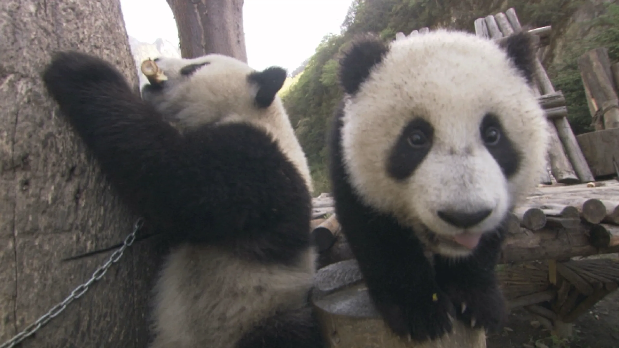 thumbnail - S1:E8 Two Panda Bears are Better Than One