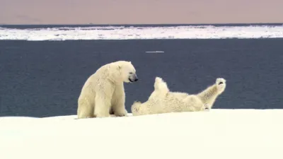 thumbnail - S1:E5 Polar Bears Rolling Around