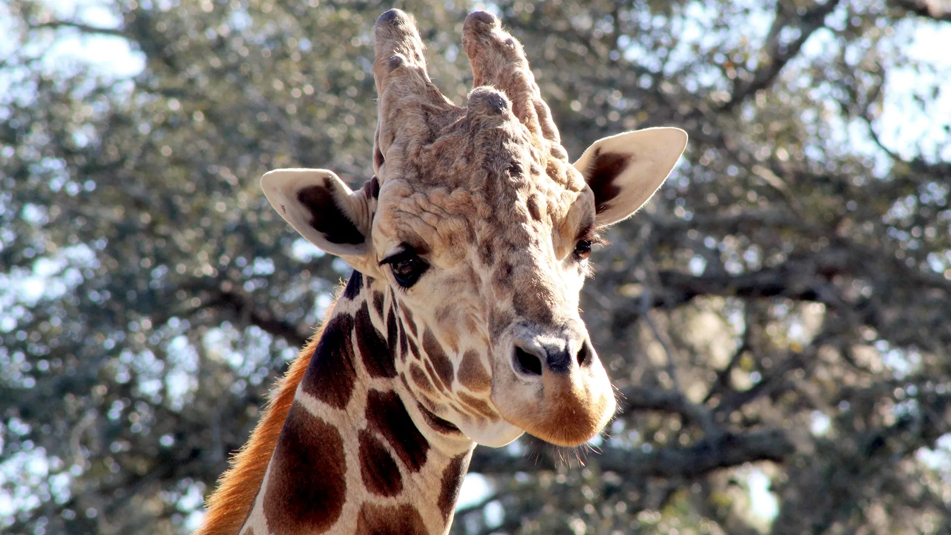 thumbnail - S3:E2 Giraffe Swap