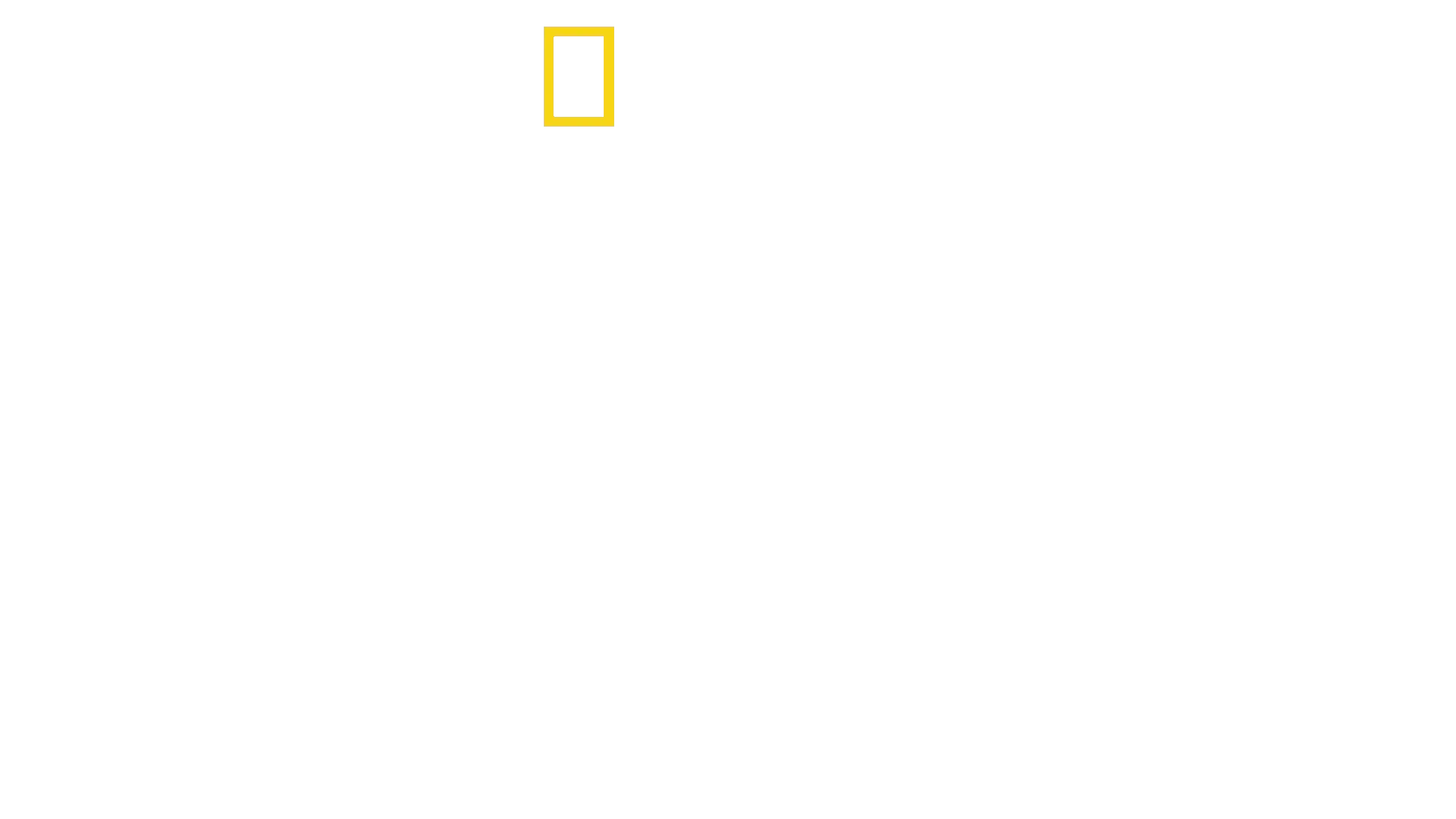 Tre klatrende løver
