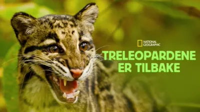 Treleopardene er tilbake