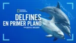 thumbnail - Delfines en primer plano con Bertie Gregory
