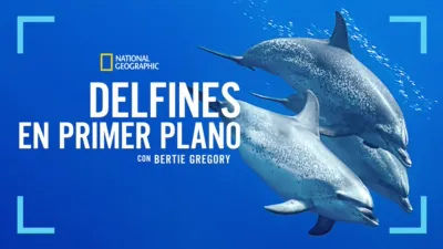 thumbnail - Delfines en primer plano con Bertie Gregory