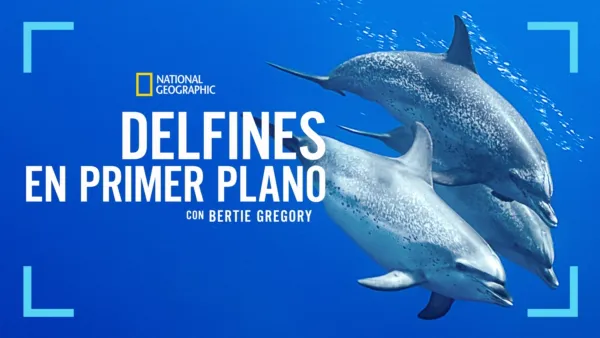 thumbnail - Delfines en primer plano con Bertie Gregory