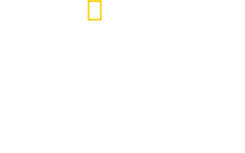Bertie Gregory – lähikuvassa delfiinit