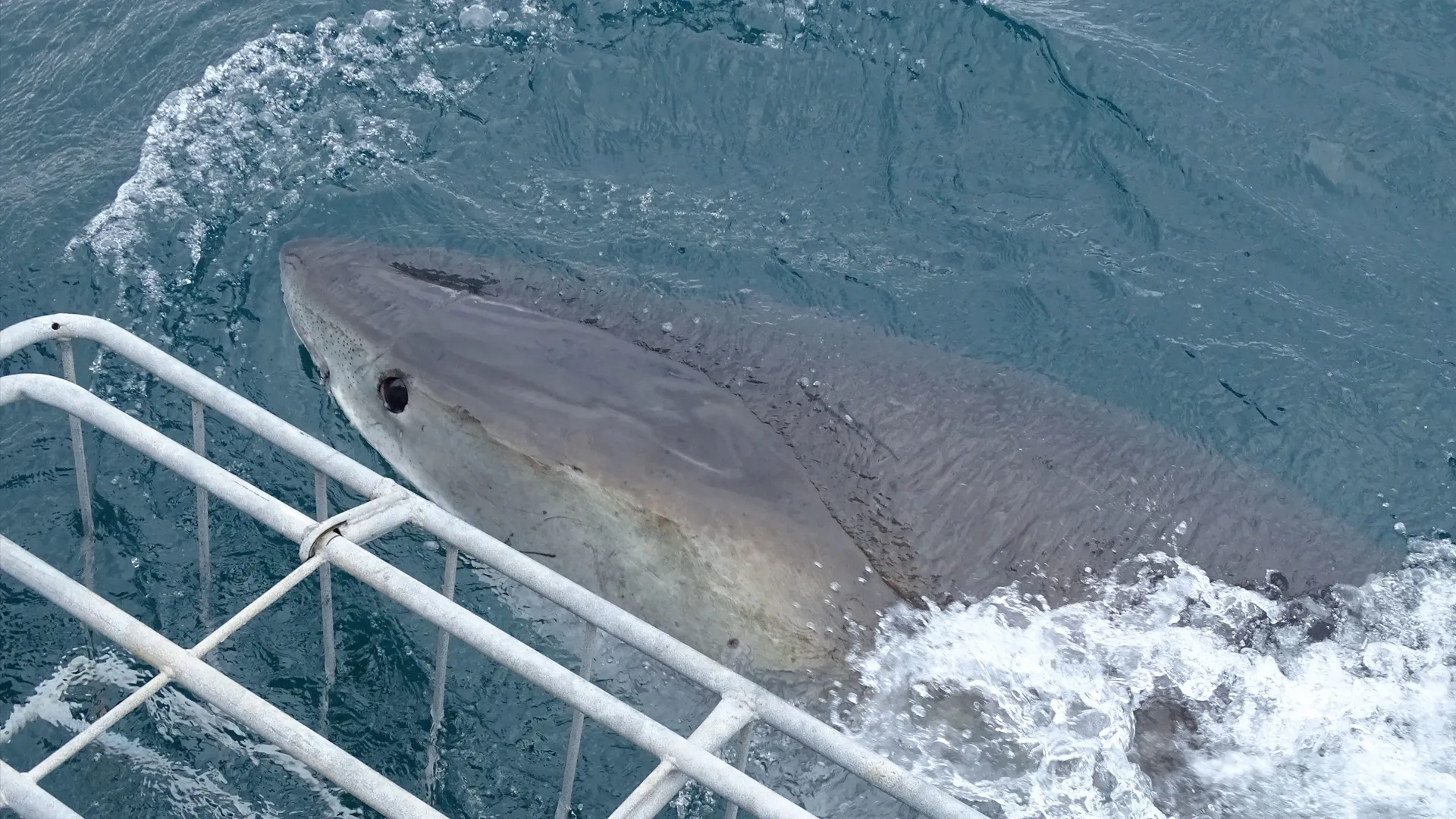 thumbnail - S1:E2 Great Whites vs Cage